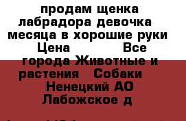 продам щенка лабрадора девочка 2 месяца в хорошие руки › Цена ­ 8 000 - Все города Животные и растения » Собаки   . Ненецкий АО,Лабожское д.